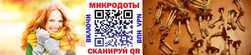Псилоцибиновые грибы Cubensis  Купить закладки  Задонск 